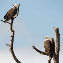 Bald Eagle - Chincoteague NWR, VA