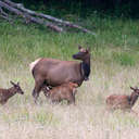 Elk - Great Smoky Mountains NP, NC