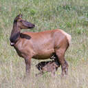 Elk - Great Smoky Mountains NP, NC