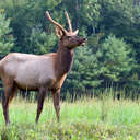 Elk - Great Smoky Mountains NP, NC