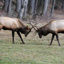 Elk - Great Smoky Mountains NP, NC