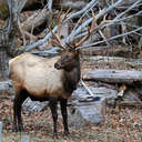 Elk - Great Smoky Mountains NP, NC