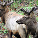 Elk - Great Smoky Mountains NP, NC