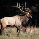 Elk - Great Smoky Mountains NP, NC