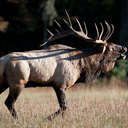 Elk - Great Smoky Mountains NP, NC