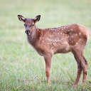 Elk - Great Smoky Mountains NP, NC