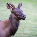 Elk - Great Smoky Mountains NP, NC