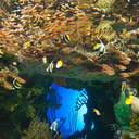 Georgia Aquarium, GA