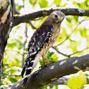 Red-shouldered Hawk - GSMNP, TN