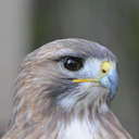 Red-tailed Hawk - Smithgall Woods, GA