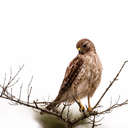 Broad-winged Hawk - Viera Wetlands, FL