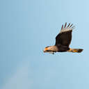 Crested Caracara - Viera Wetlands, FL