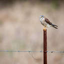 American Kestrel - Viera Wetlands, FL