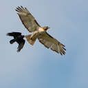 Red-tailed Hawk - York County, VA