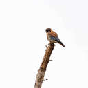 American Kestrel - Lake Mattamuskeet NWR, NC