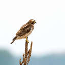 Red-shouldered Hawk - Lake Mattamuskeet NWR, NC