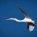 Great Egret - Mackay Island NWR, NC