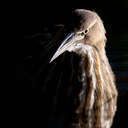 American Bittern - Back Bay NWR, VA