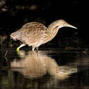 American Bittern - Back Bay NWR, VA