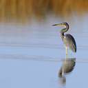 Tricolored Heron - Pea Island NWR, NC