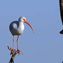 White Ibis - Savannah NWR, SC