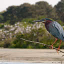 Green Heron - Harris Neck NWR, GA