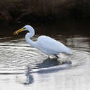 Great Egret - Chincoteague NWR, VA