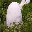 Great Egret - Gatorland Orlando, FL