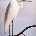 Great Egret - Gatorland Orlando, FL