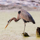 Great Blue Heron - Newport News Park, VA