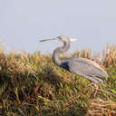 Tricolored Heron - Merritt Island NWR, FL