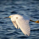 Snowy Egret - Savannah NWR, SC