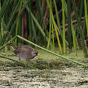 Sora - Viera Wetlands, FL