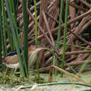 Least Bittern - Viera Wetlands, FL