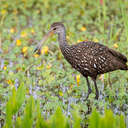 Limpkin - Viera Wetlands, FL