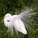 Great Egret - Gatorland Orlando, FL