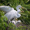 Great Egret - Gatorland Orlando, FL