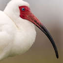 White Ibis - Venice Rookery, FL