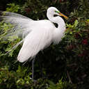 Great Egret - Venice Rookery, FL