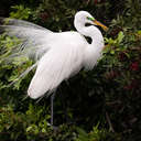 Herons and Egrets