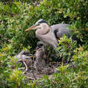 Great Blue Heron - Venice Rookery, FL