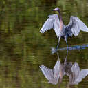 Reddish Egret - Ding Darling NWR, FL