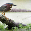 Green Heron - Newport News Park, VA