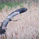 Great Blue Heron - Hog Island NWR, VA