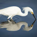 Snowy Egret - Merritt Island NWR, FL