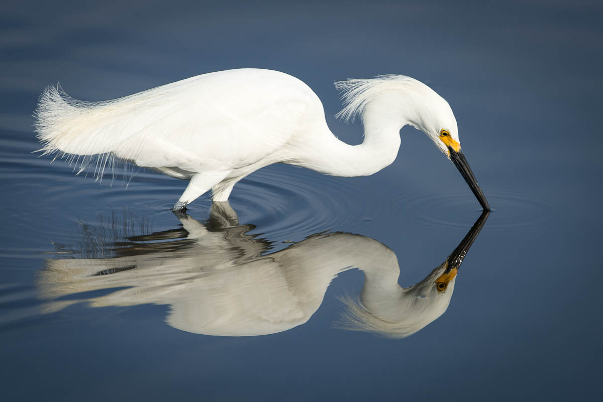 Herons and Egrets WP3 Photography