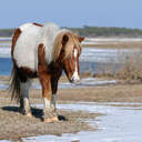 Wild Horse - Chincoteague NWR, MD