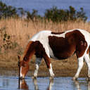 Wild Horse - Chincoteague NWR, VA