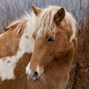 Wild Horse - Chincoteague NWR, VA