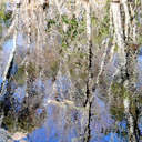 Reflections - Alligator River NWR, NC